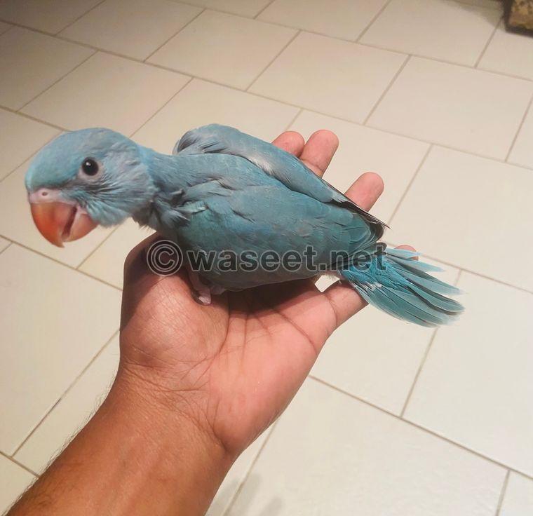 Baby Ring Neck Parrot For Sale  0