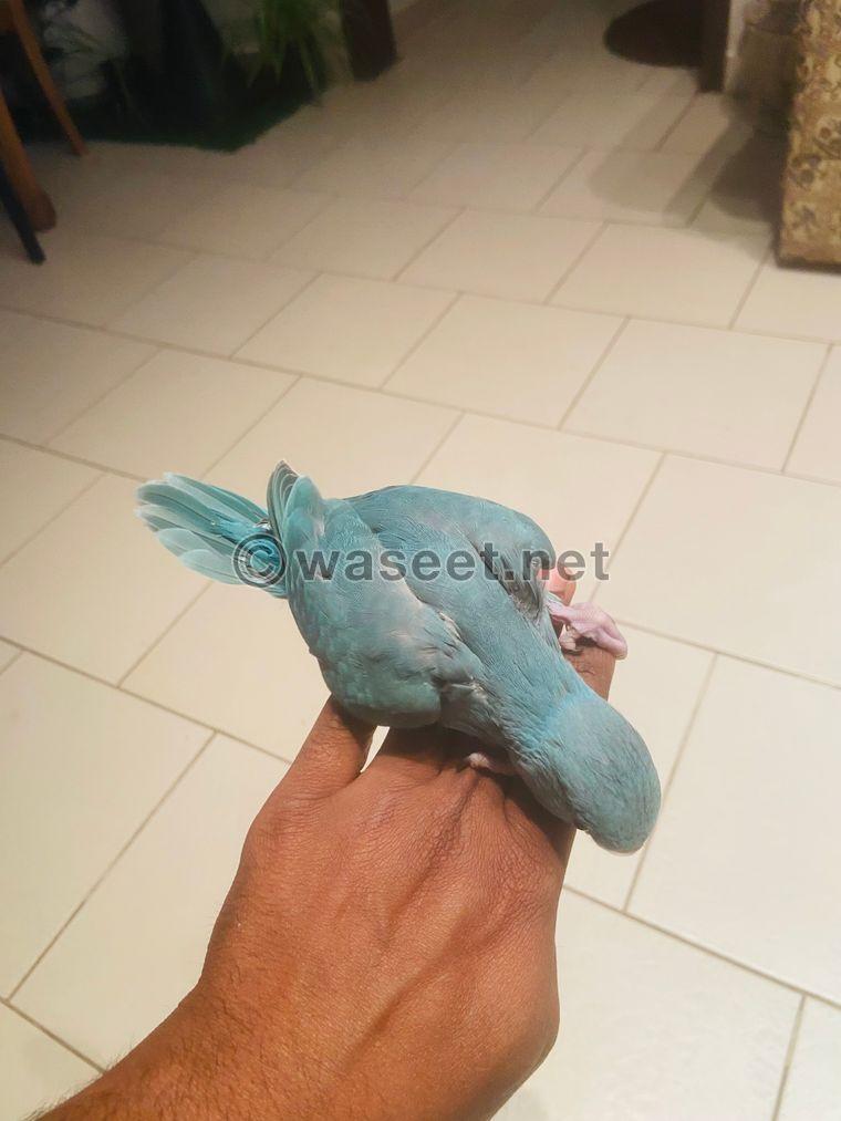 Baby Ring Neck Parrot For Sale  1