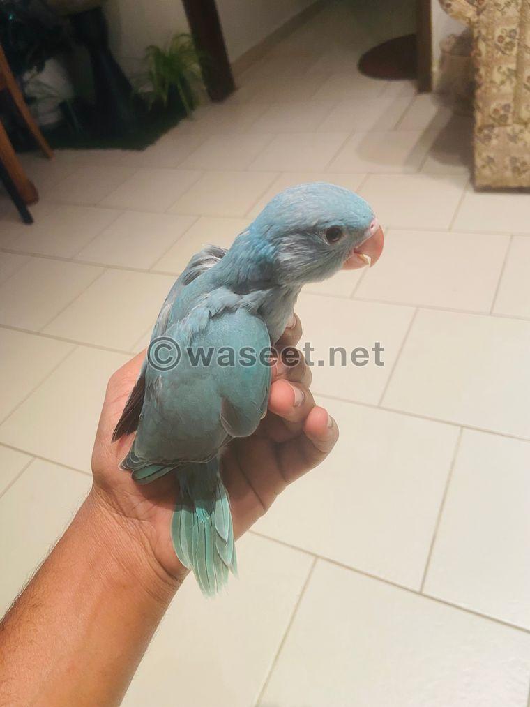 Baby Ring Neck Parrot For Sale  2