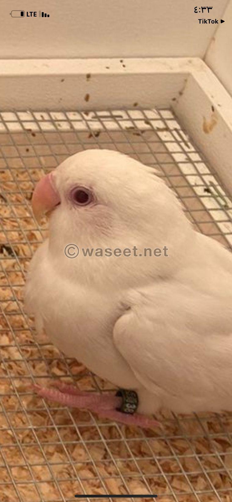 Lovebird albino raised it for sale 0