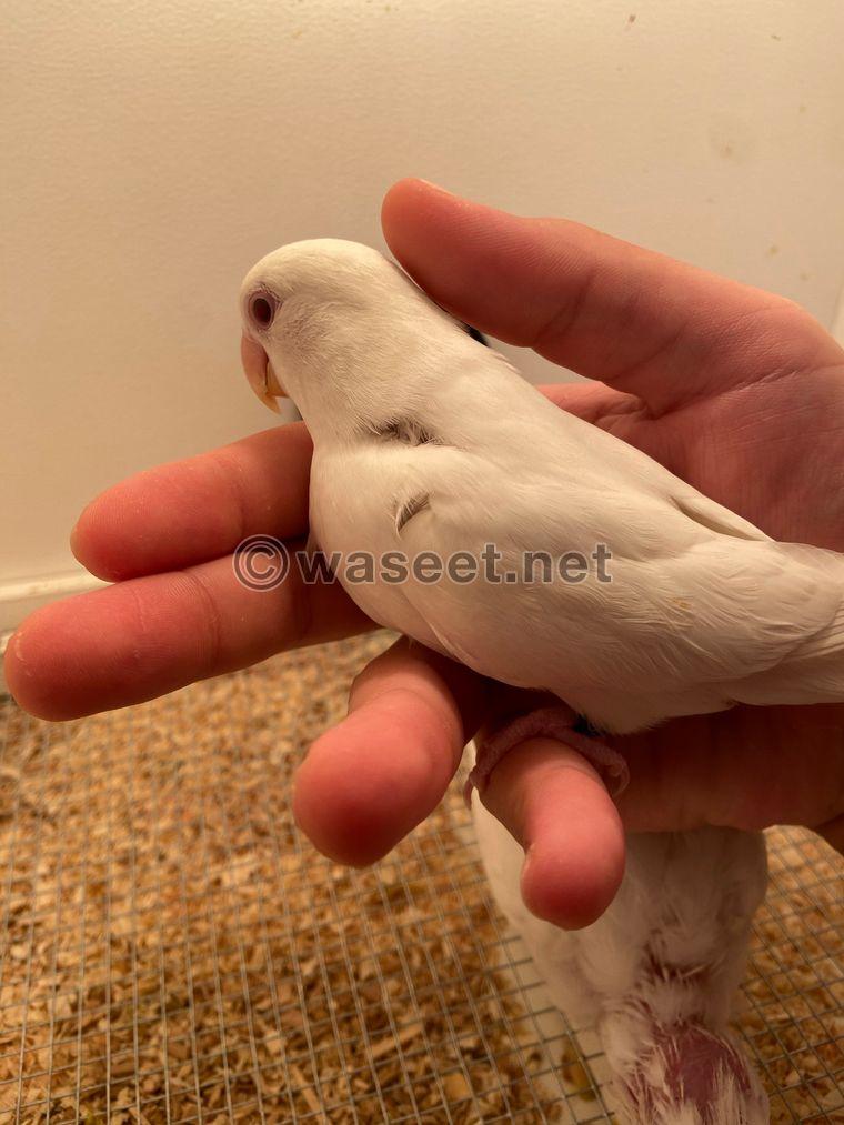 Lovebird albino raised it for sale 1