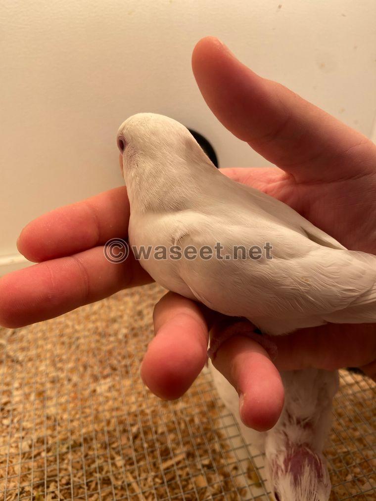 Lovebird albino raised it for sale 3