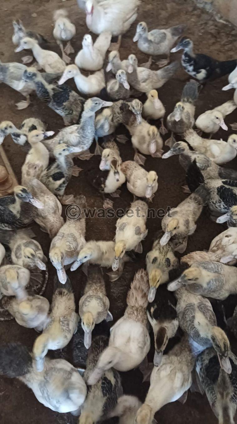 For sale Arabic chicken and Muscovy duck 0