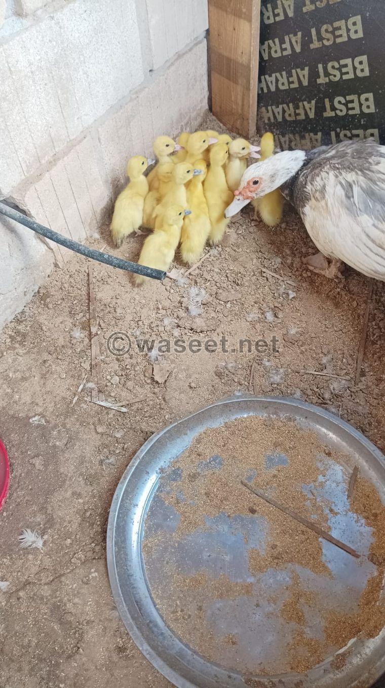 For sale Arabic chicken and Muscovy duck 1