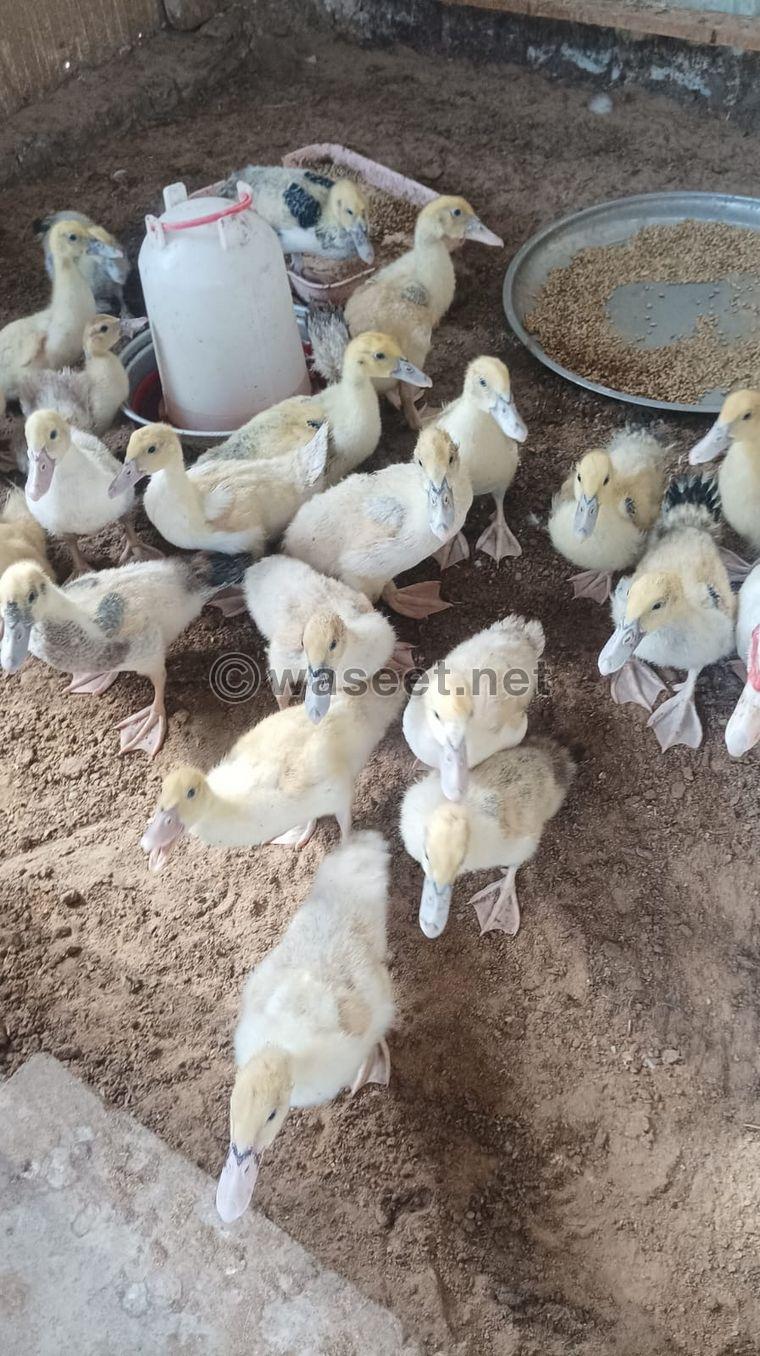 For sale Arabic chicken and Muscovy duck 2