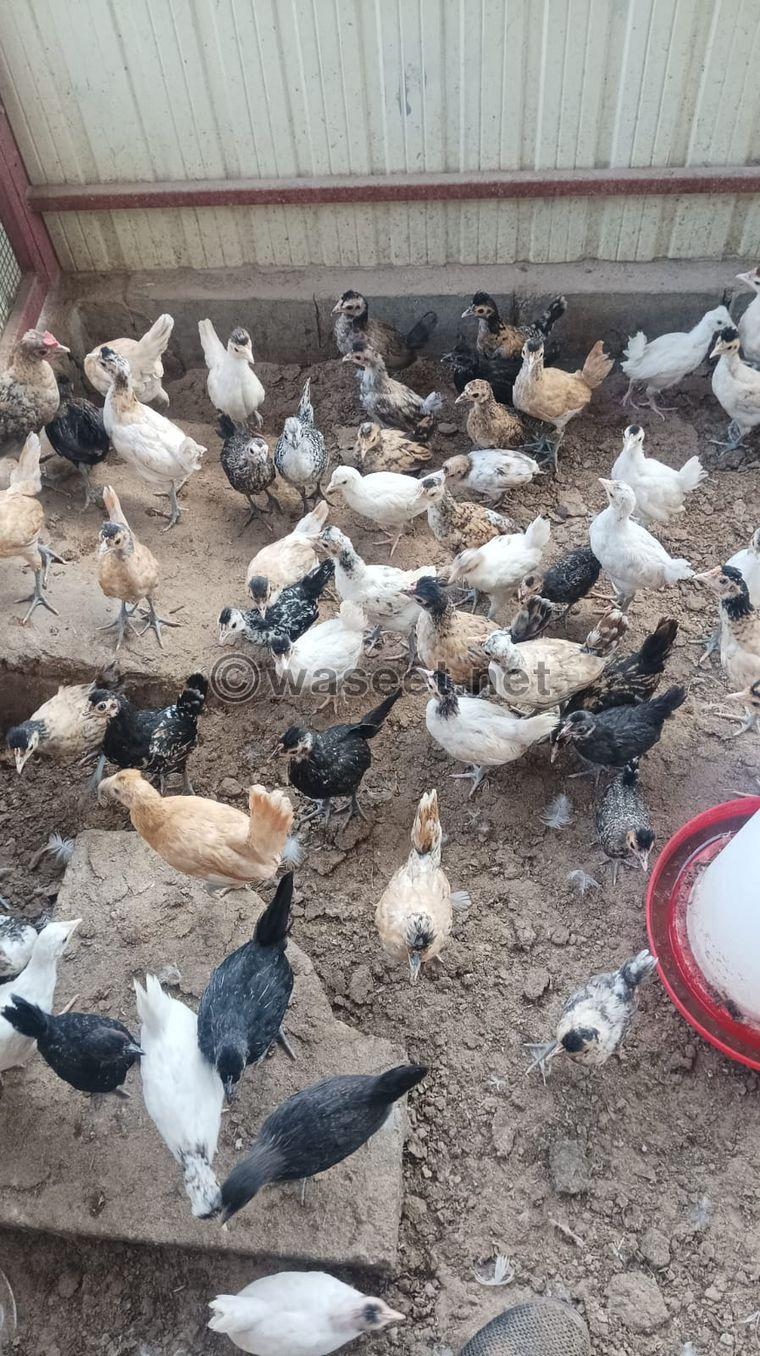 For sale Arabic chicken and Muscovy duck 3